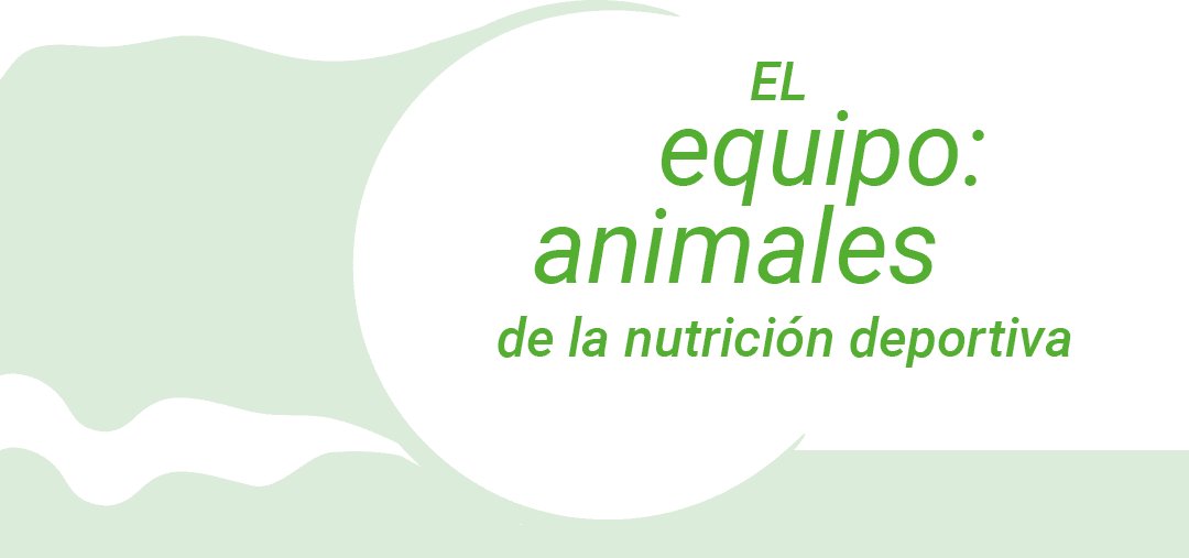 el-equipo